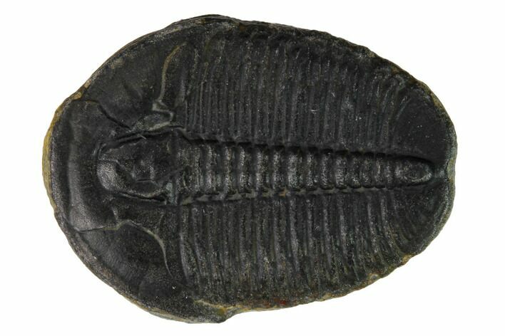 Elrathia Trilobite Fossil - Utah #169488
